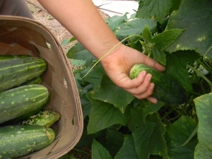 Picking cucumbers for a Mean Green Juice!
