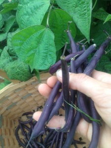 Royal Burgundy Bush Beans These are fun to grow, easy to pick & cool to watch them turn back to green while cooking!